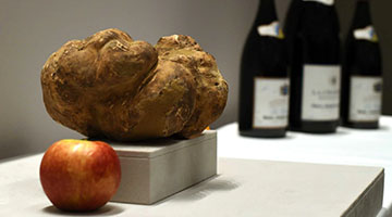 World's largest white truffle sells for more than $70,000 at auction in New York