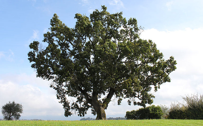 Image of a large tree in a green field 