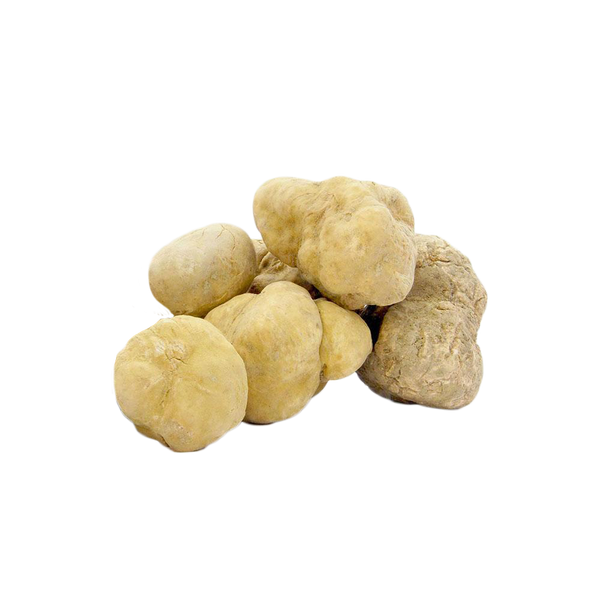 Fresh White Truffles 8 oz (Tuber Magnatum Pico) - Sabatino Truffles