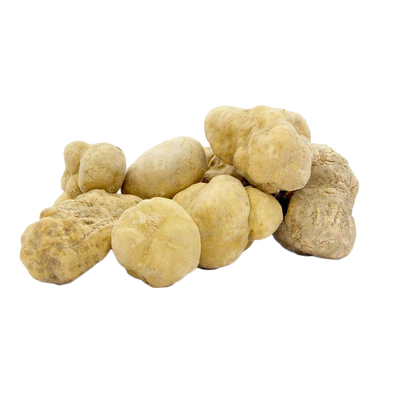 Fresh White Truffles 16 oz (Tuber Magnatum Pico) - Sabatino Truffles